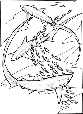 Thresher Sharks Coloring Page